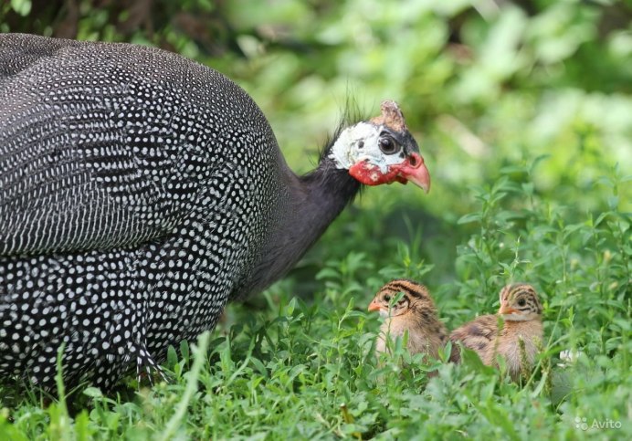 Vulturine Guineafowl