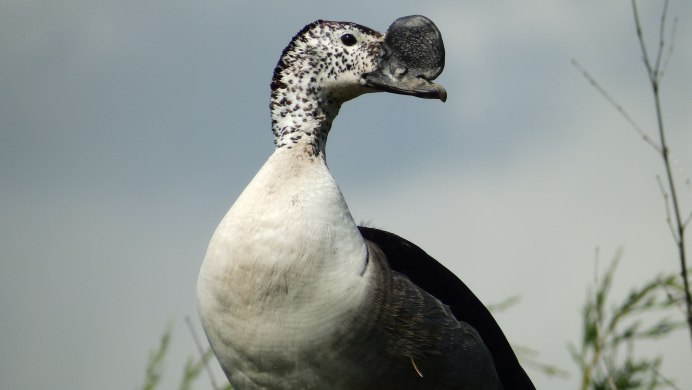 Knob billed Duck