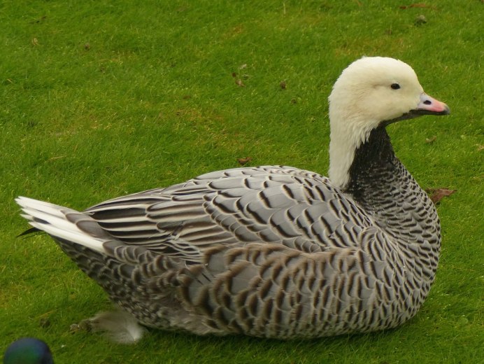 Duck Billing Snake