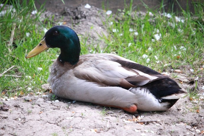 Duck Duck Goose Cupcake фото