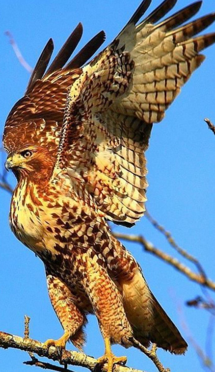 Красный Коршун Milvus Milvus