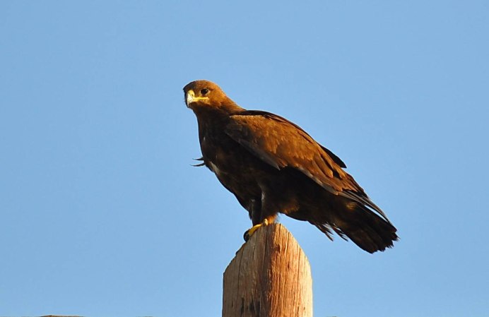 Степной орёл (Aquila nipalensis