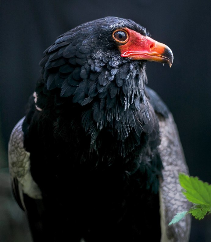 Плотоядные Орел bbc