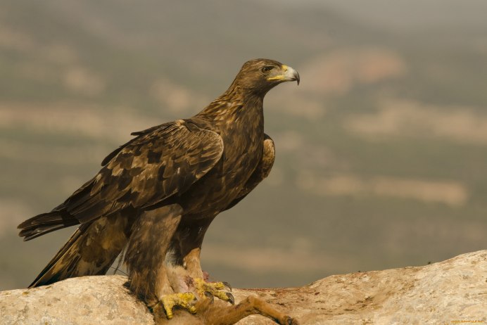 Орлан белохвост голова