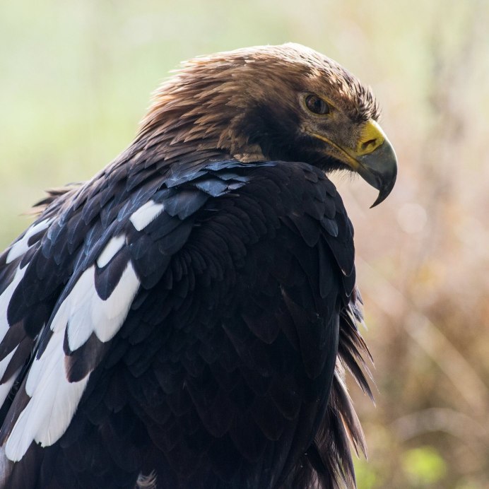 Беркут Халзан