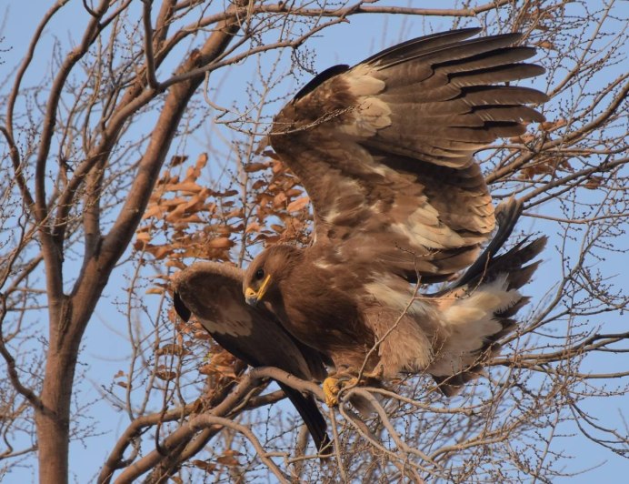 Орел Беркут