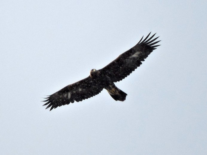 Сенгилей Орел могильник