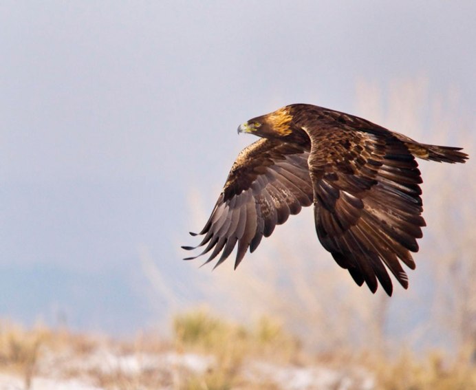 Орел Беркут