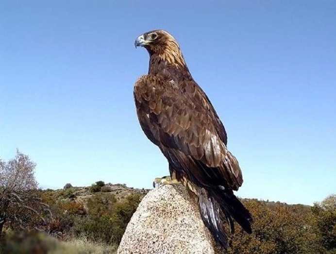 Беркут балобан