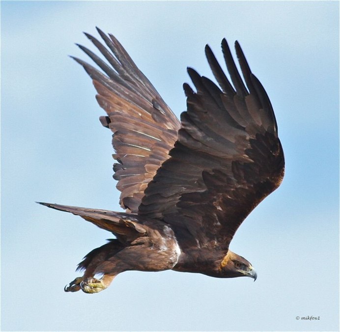 Ястреб канюк Орел