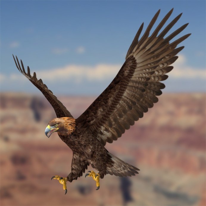 Хищные птицы Феодосии