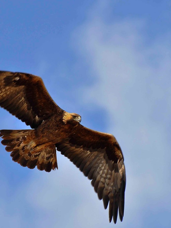 Алтайские Беркуты