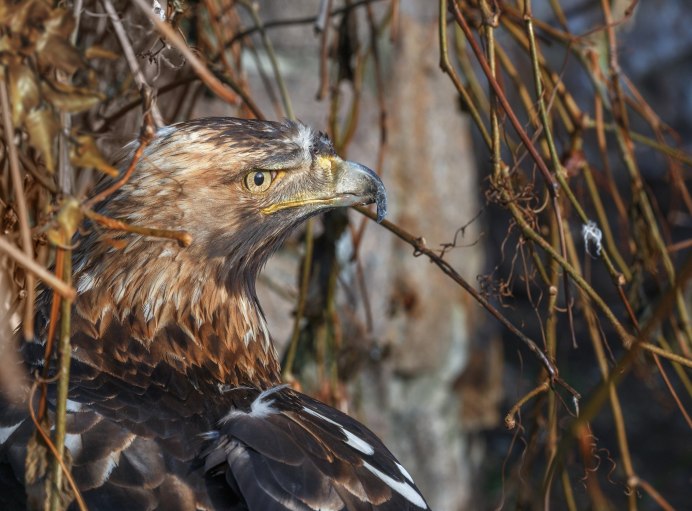Орел-могильник (Aquila heliaca