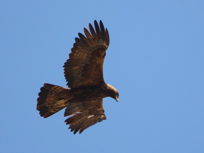 Степной Орел Тургай