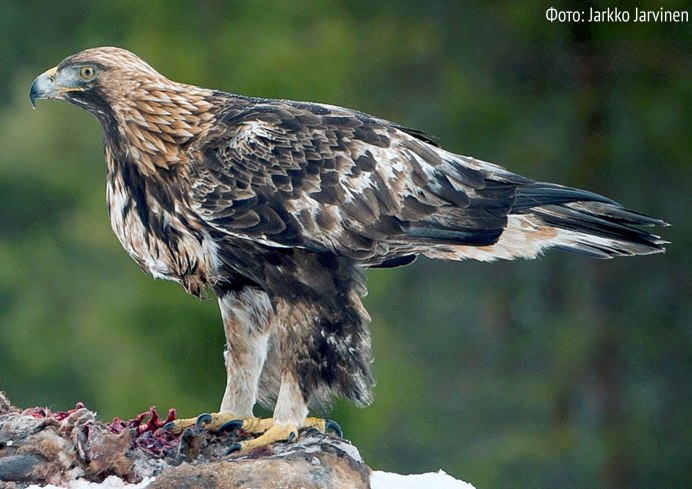 Орлан-белохвост Haliaeetus albicilla