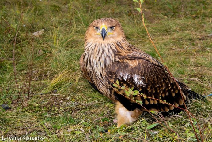 Степные Хищные птицы Волгоградской