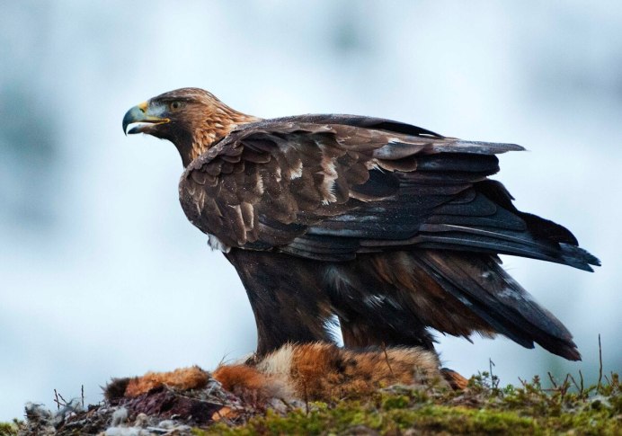 Орлан-белохвост Haliaeetus albicilla