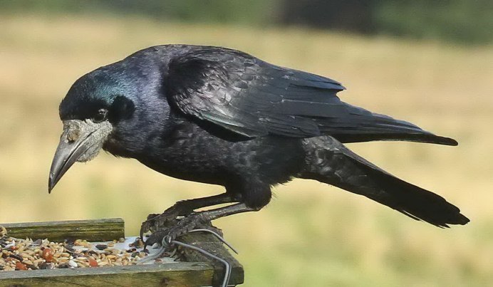 Corvus meeki
