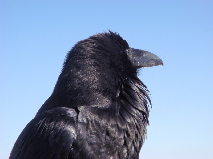 Raven ворон