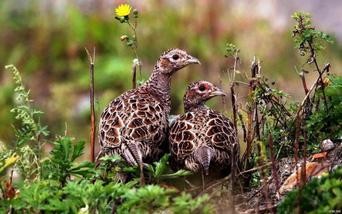 Разница между куропаткой и перепелкой