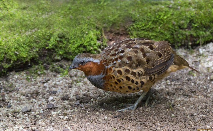 Куропатка гиф