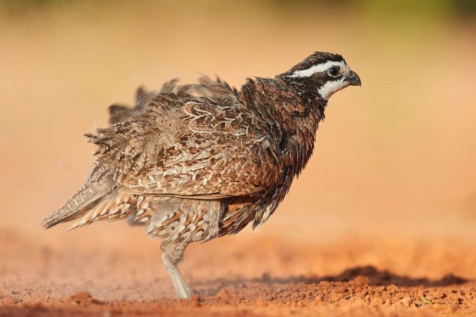 Серая куропатка с птенцами