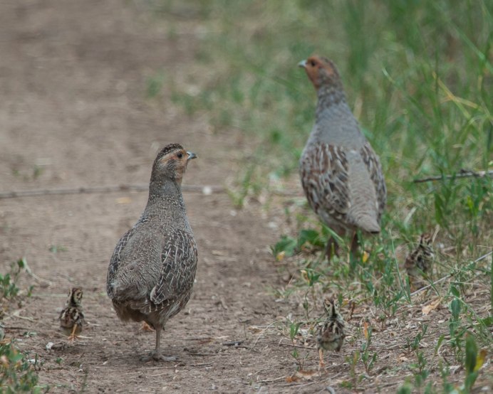 Виргинский перепел (куропатка)