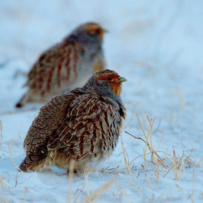 Куропатки рябчики тетерева