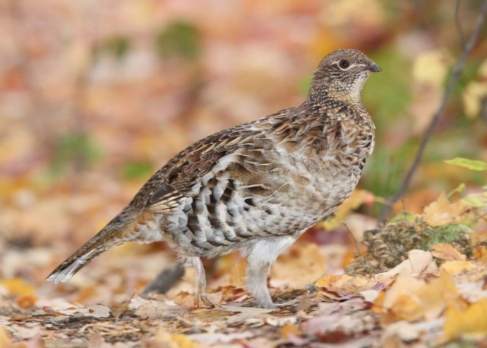 Куропатка самец и самка