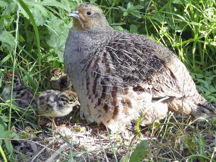 Куропатка и Перепелка