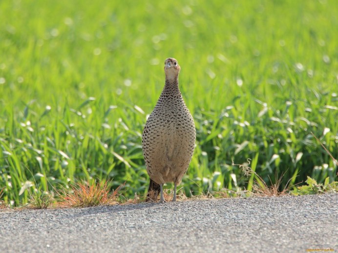 Куропатка Павел Таганрог