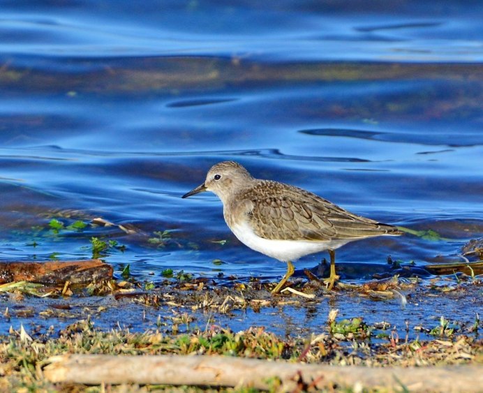 Белохвостый песочник птица