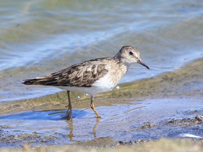 Белохвостый песочник птица
