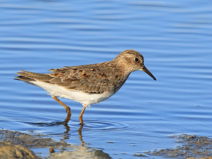 Бекасик песочник