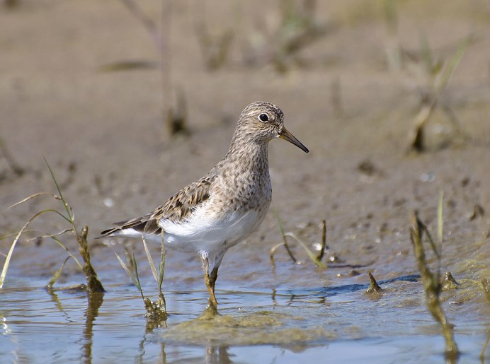 Белохвостый песочник
