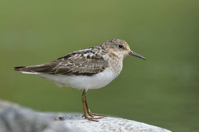 Белохвостый песочник