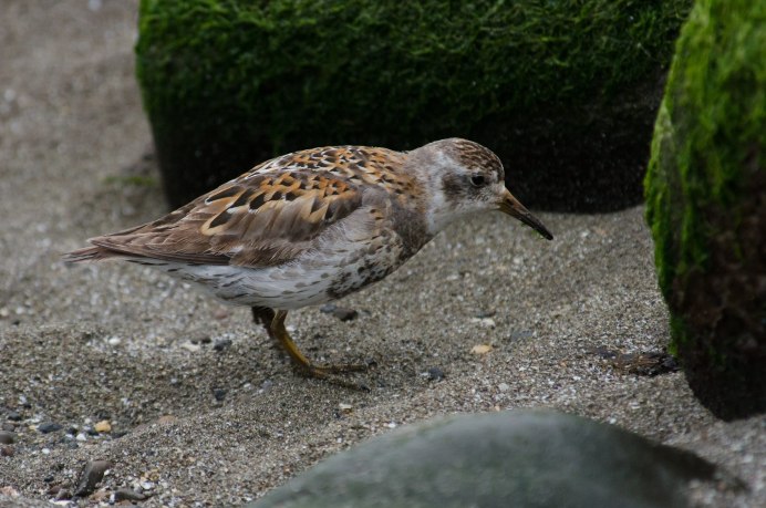 Charadrius alexandrinus