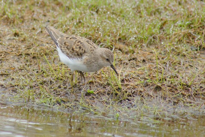 Песочник краснопятнистый