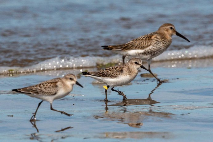 Кулик птица Карелия