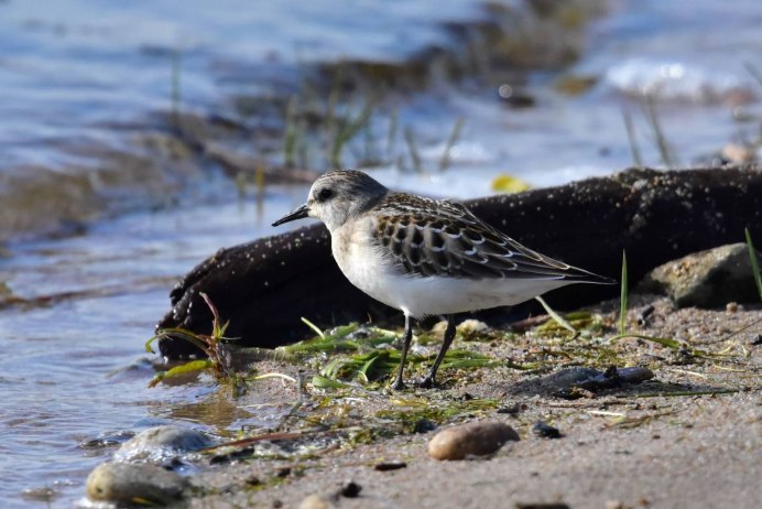 Жук песочник