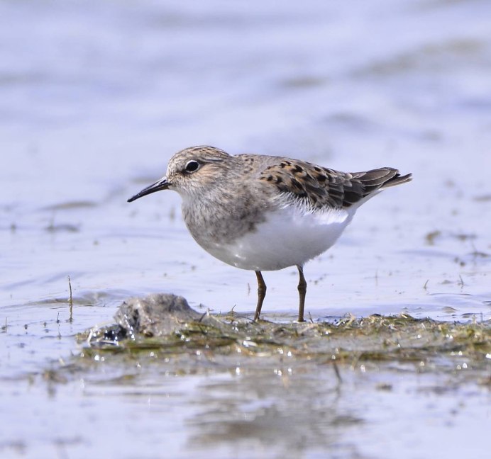 Кулик песочник