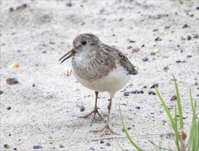 Хмурый песочник