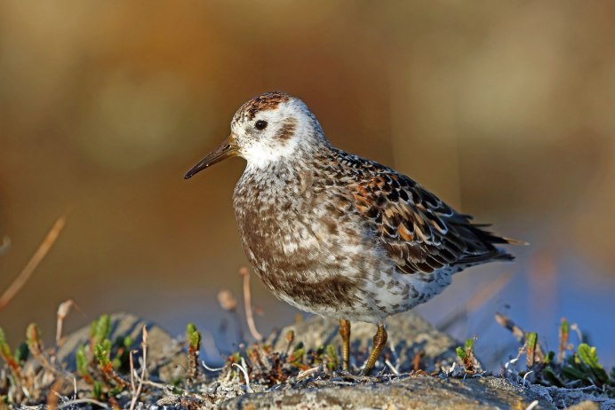 Птица Кулик песчаник