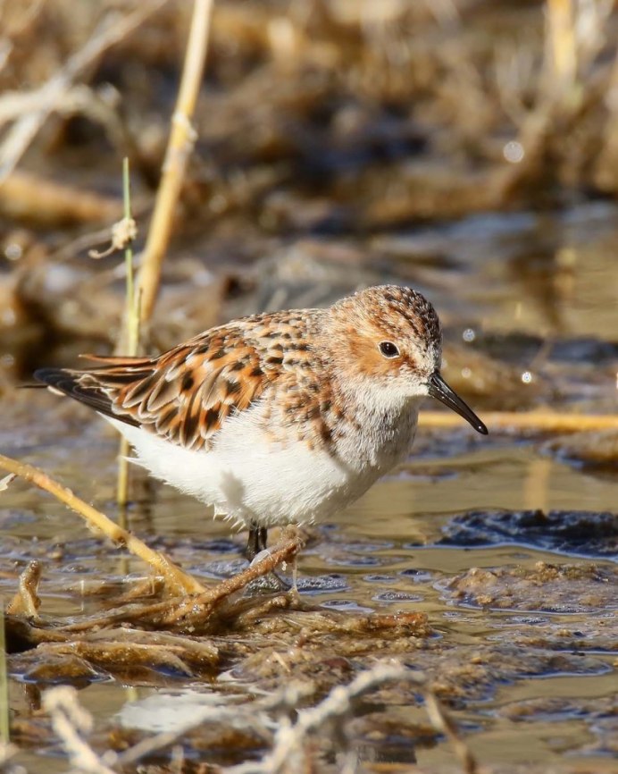 Песочник птица фото