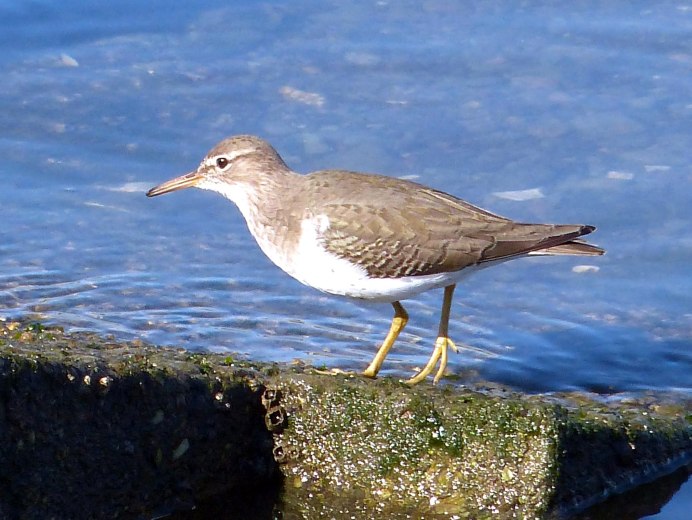 Кулик-песочник Кировской области