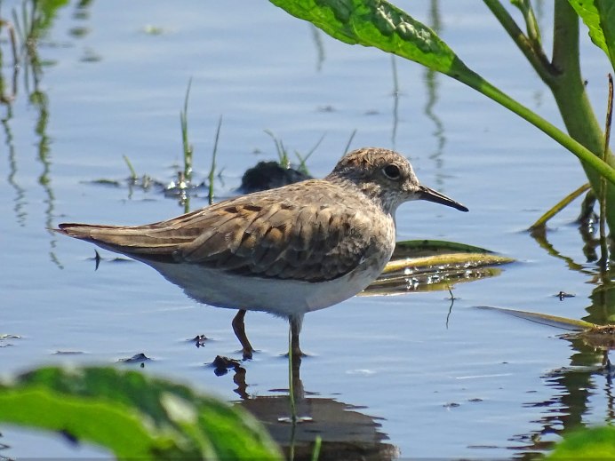 Длиннопалый песочник птица