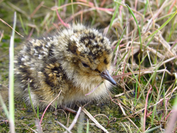 Белохвостый песочник (Calidris temminckii)