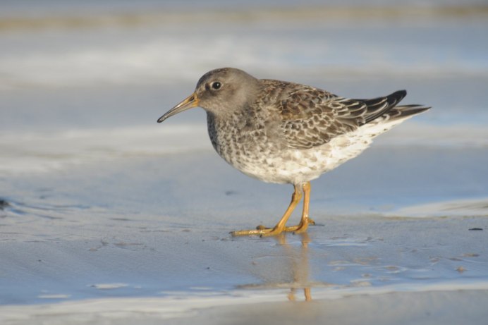 Жук песочник