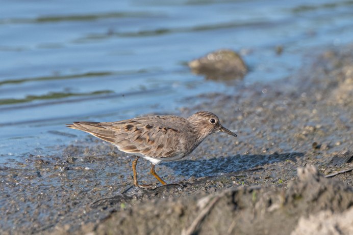 Белохвостый песочник птица