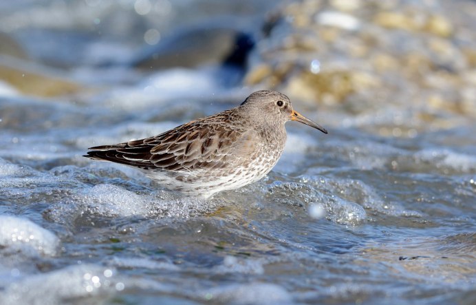 Песочник птица фото